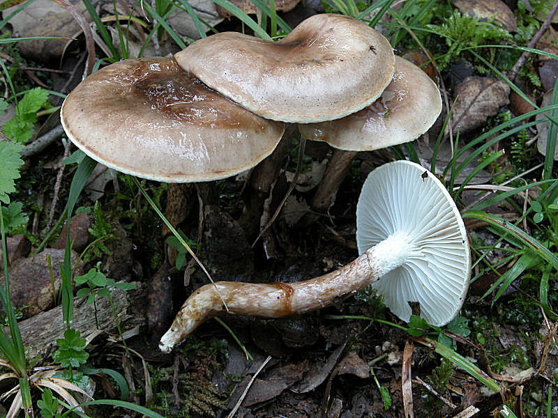 Hygrophorus personii (Arnolds)